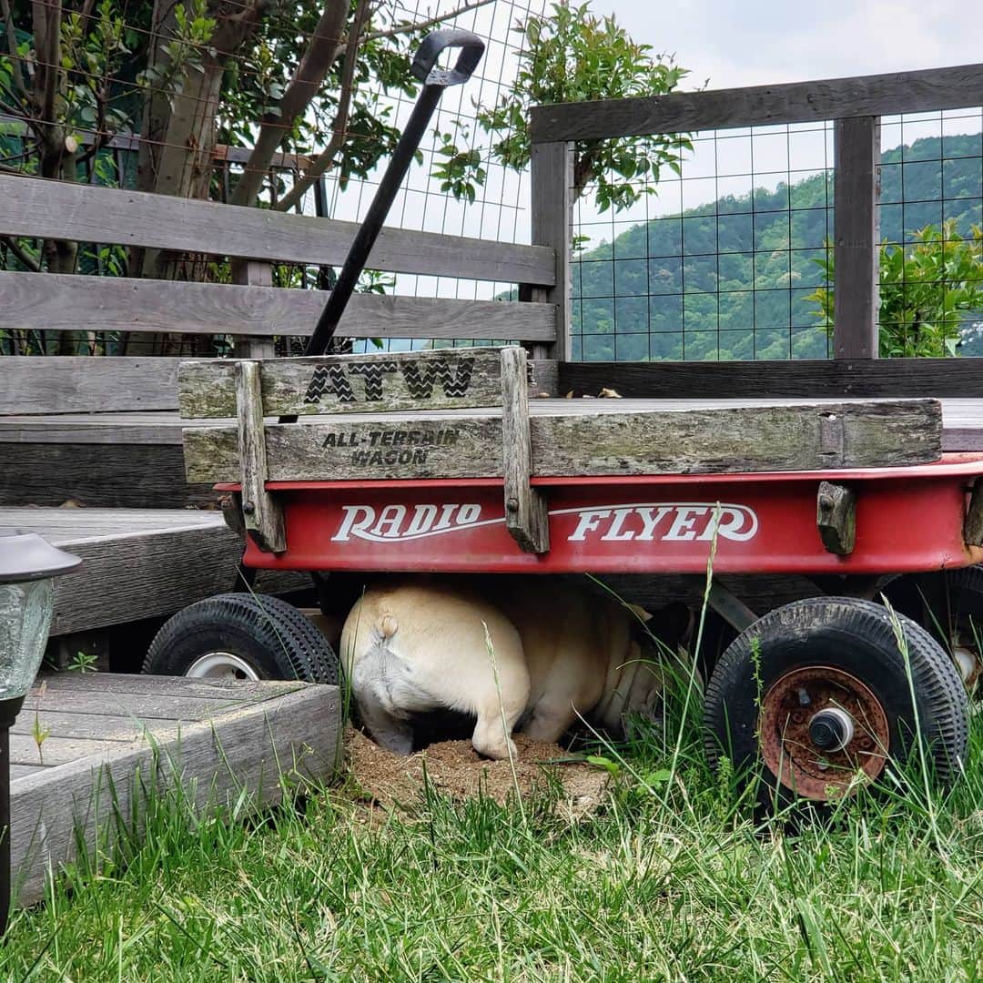 tamiさんのインスタグラム写真 - (tamiInstagram)「* #マッシュの暮らし * 🤦 一心不乱。 そしてご満悦。 * #犬バカ部  #フレンチブルドッグ#frenchbulldog  #frenchie#フレブル#ブヒ#ムッチリ #犬スタグラム#犬との暮らし」5月6日 15時14分 - tami_73