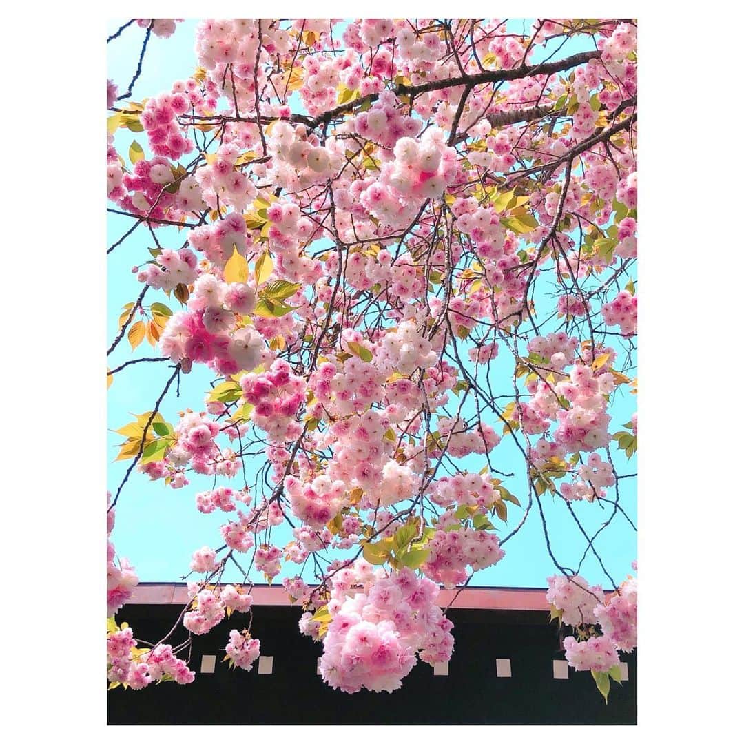 理絵さんのインスタグラム写真 - (理絵Instagram)「今日はお天気がイマイチで気分が晴れやかにならないので  八重桜が満開だったころのまだ載せていなかった写真を載せておきます  #八重桜 #桜 #sakura #cherryblossom #ciliegio #벚꽃 #flowers #flower #fiore #꽃 #花 #花弁 #花びら #思い出 #tokyo #japan」5月6日 15時56分 - ____rie____