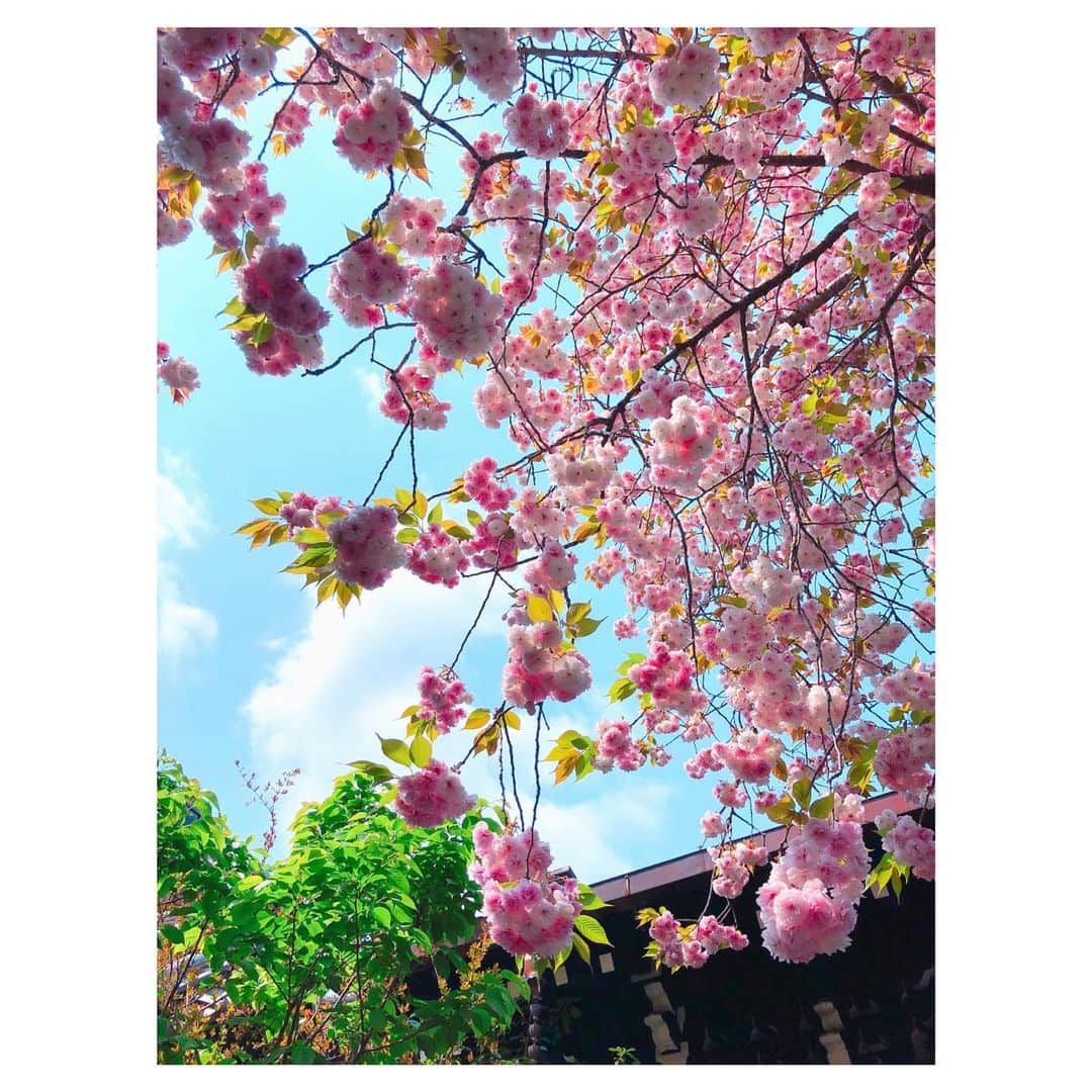 理絵さんのインスタグラム写真 - (理絵Instagram)「今日はお天気がイマイチで気分が晴れやかにならないので  八重桜が満開だったころのまだ載せていなかった写真を載せておきます  #八重桜 #桜 #sakura #cherryblossom #ciliegio #벚꽃 #flowers #flower #fiore #꽃 #花 #花弁 #花びら #思い出 #tokyo #japan」5月6日 15時56分 - ____rie____