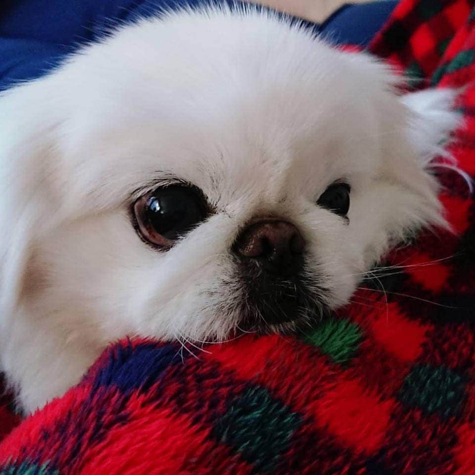 安田義孝のインスタグラム：「#ペキニーズ #ぺきにーず #白ペキニーズ #Pekingese #pekingese  #pekingeselove #pekingesesofinstagram  #pekinese #pekistagram  #japanese #japan #dogstagram  #dogs #dog #japanesedog #japanesedogs #doglover #love #iloveyou #ilovedogs #京叭狗 #페키니즈 #cute #cutedog  #ハロウィン #愛犬 #わんこ #犬 #エブリドッグ #ZIP写真部」