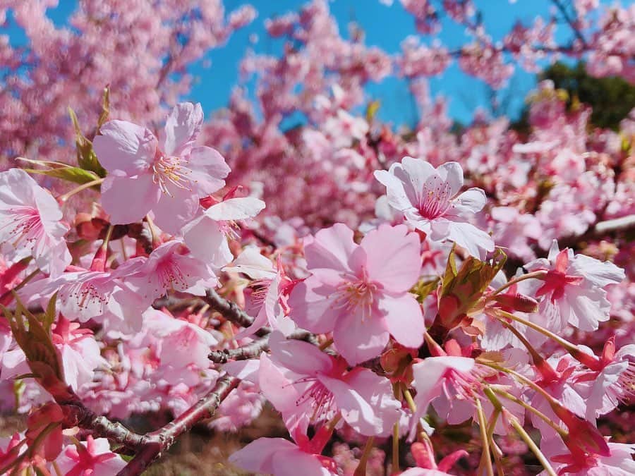 夏目綾のインスタグラム：「そういえば載せてなかったので載せます🌸 河津桜(咲くのが早くて1月くらいから咲く)だからかなり前に撮った写真だけど、今年はお花見もあんまり出来なかったから写真をよく見返してます🤳 来年や再来年はお花見できるといいな！  #桜 #桜🌸 #河津桜 #cherryblossom」