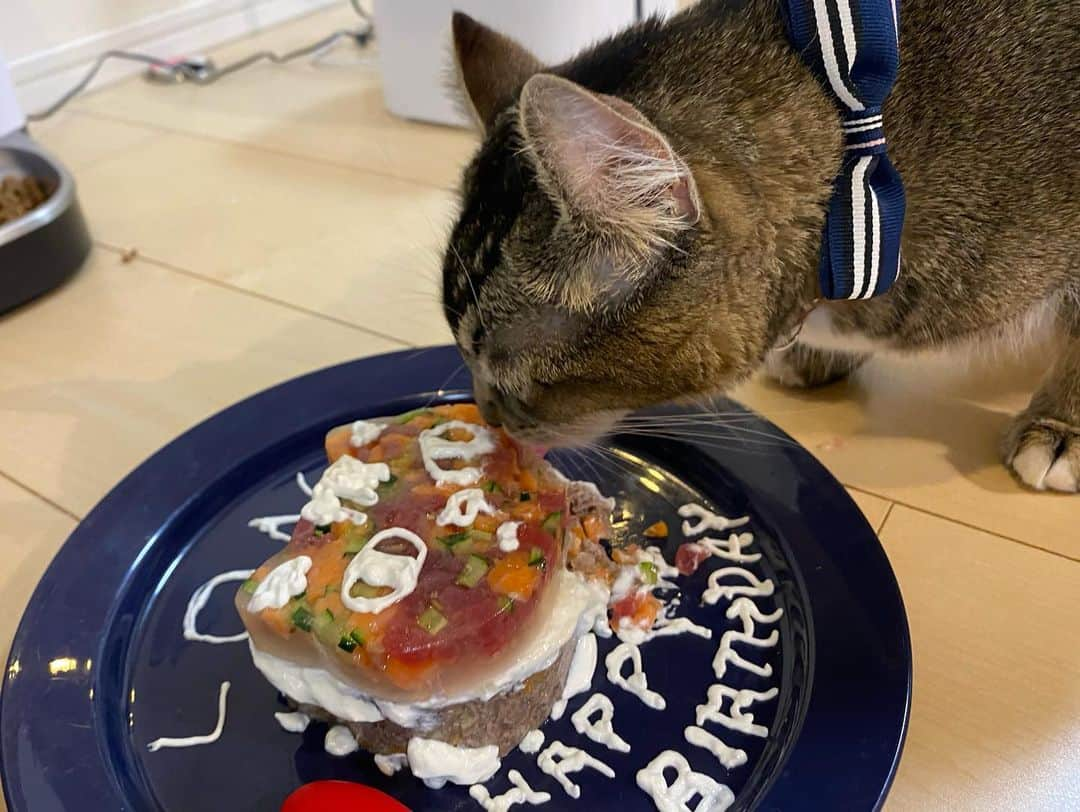 木下ゆうかさんのインスタグラム写真 - (木下ゆうかInstagram)「Lon Happy Birthday !!! #おうち時間  #猫ごはん  #猫ケーキ #happybirthday  #lon  #ロンスタ  #melonstagram #アメリカンカール  #cat #catstagram  #ろん #瓏 #珑 #lon #ろんすた」5月6日 17時44分 - yuka_kinoshita_0204