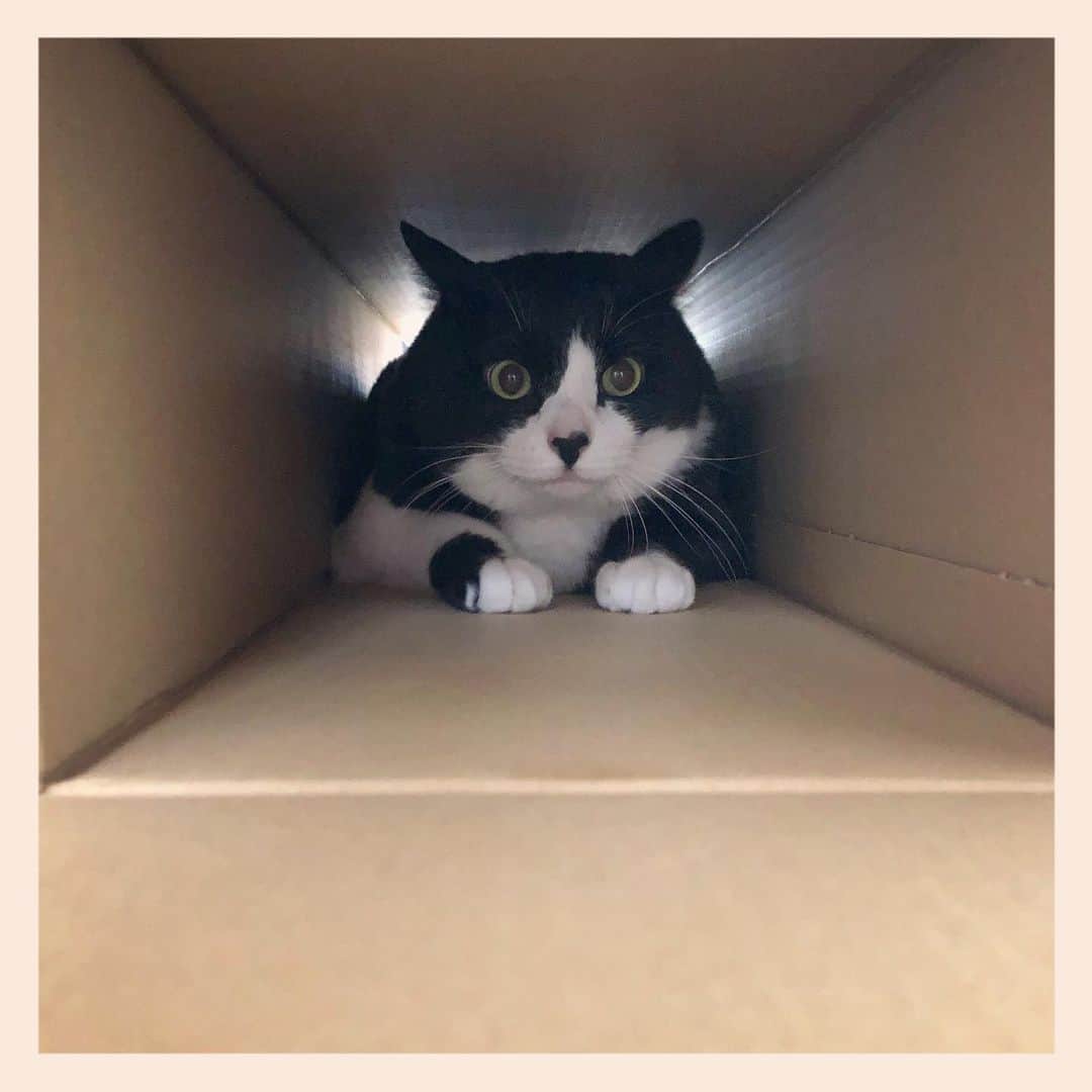 パンといっぴきのインスタグラム：「#元保護猫 #白黒猫 #ハチワレ #blackandwhitecat #tuxedocat #catinabox #箱猫」