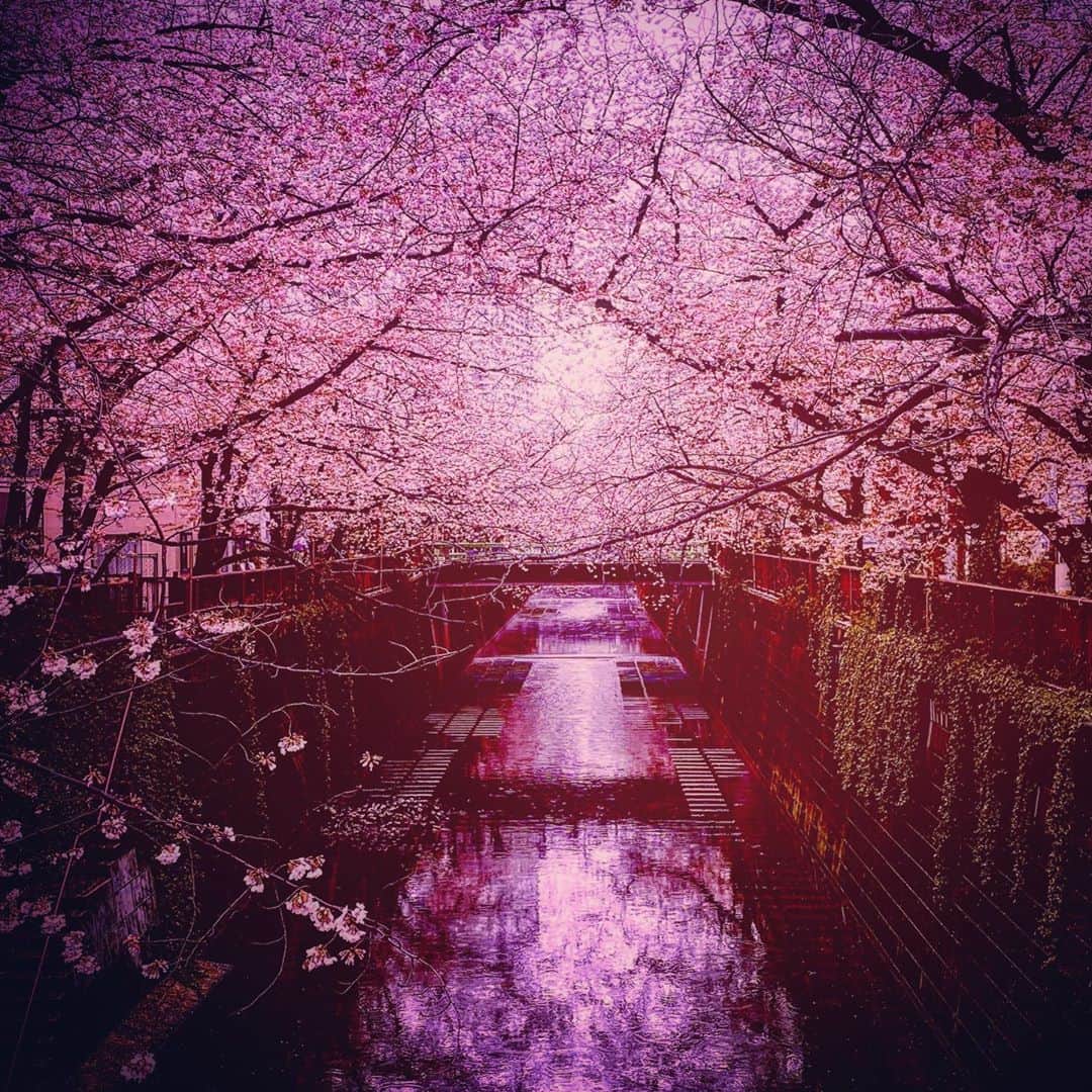 KOKIAのインスタグラム：「Pink is the color of my heart. And my heart is always with you through my music. #tokyo #japan #japon #kokia #photography #歌手 #コキア #insta #art #beautiful #picoftheday #follow #女性 #ソングライター #photooftheday #woman #jmusic #ボーカリスト #singer #songwriter #jpop #vocalist #voice #声 #ライブ #live #綺麗 #日本 #livestream」