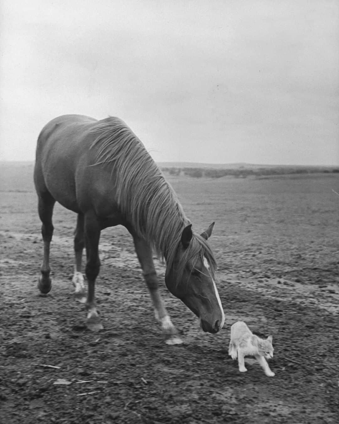 lifeさんのインスタグラム写真 - (lifeInstagram)「From the July 26, 1943 issue of LIFE: "Curious yearling Quarter Horse makes friendly overtures to shy barnyard cat." (📷Hansel Mieth/LIFE Picture Collection) #wildLIFEWednesday #horsesofinstagram #womenphotographers」5月7日 4時40分 - life