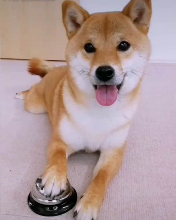 柴犬コマリのインスタグラム