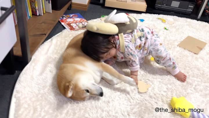 Moguのインスタグラム：「. 今日の二人なの。 #枕じゃないよ #もぐだよ . @the_shiba_mogu  #柴犬 #shibainu #shiba#赤柴 #redshiba#犬 #dog#しばいぬ#nannydog#犬と子供#子供と犬#柴犬と子供#柴#赤ちゃんと犬#犬と赤ちゃん#柴犬と赤ちゃん#赤ちゃんと柴犬#柴犬のいる暮らし#子守犬」