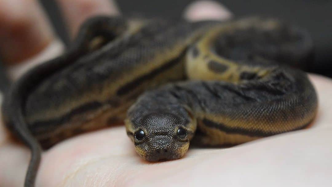 まっすーさんのインスタグラム写真 まっすーinstagram ジャワヤスリヘビのかわいすぎる上目遣い 爬虫類 ヘビ 蛇 動物 ペット Reptiles Animals Pets Snakes 5月6日 時54分 Massuchannel