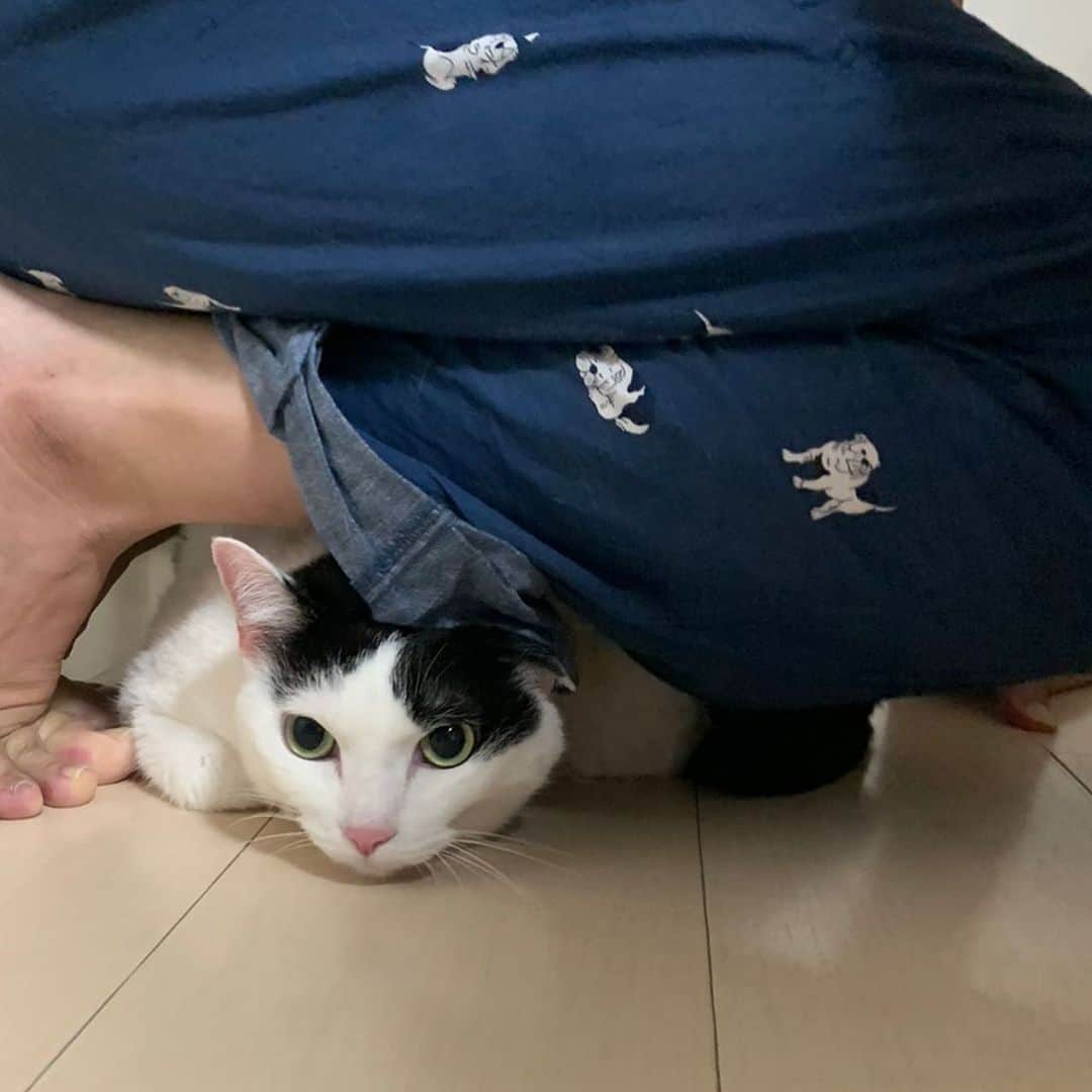 ghemtexのインスタグラム：「雷クソやばくて避難所を転々とするヒトと全然平気なひと #雷 #猫 #thunder #cat」