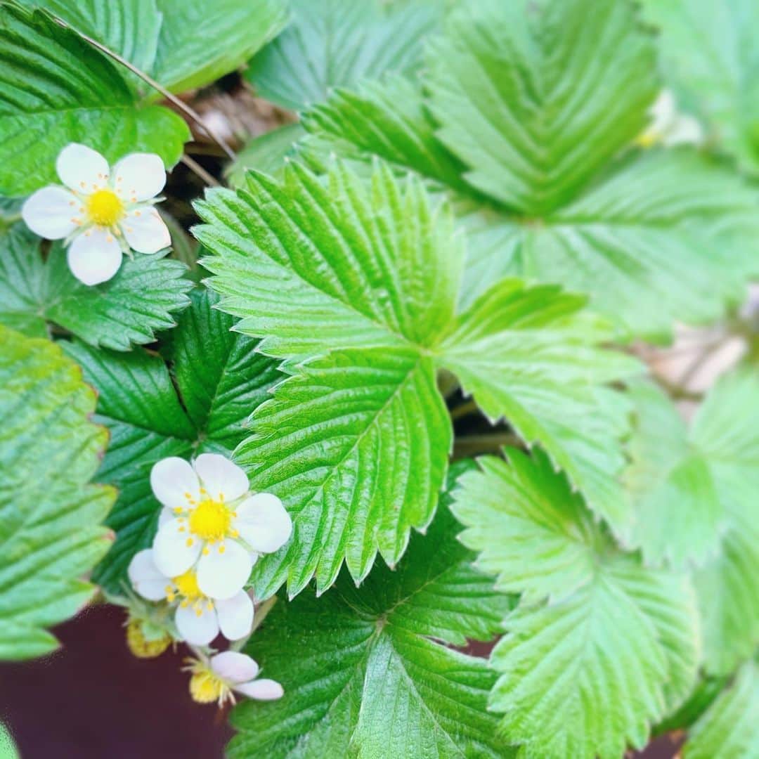 栗田萌のインスタグラム：「お庭のワイルドストロベリー🍓 今年もたくさんのお花が咲きました。 花言葉は「尊重と愛情」「幸福な家庭」「無邪気」ですって✨ もう少しで真っ赤な可愛い実がなりそうです🍓🍓🌱🤗 #ワイルドストロベリー #花言葉 調べるの好き💕」