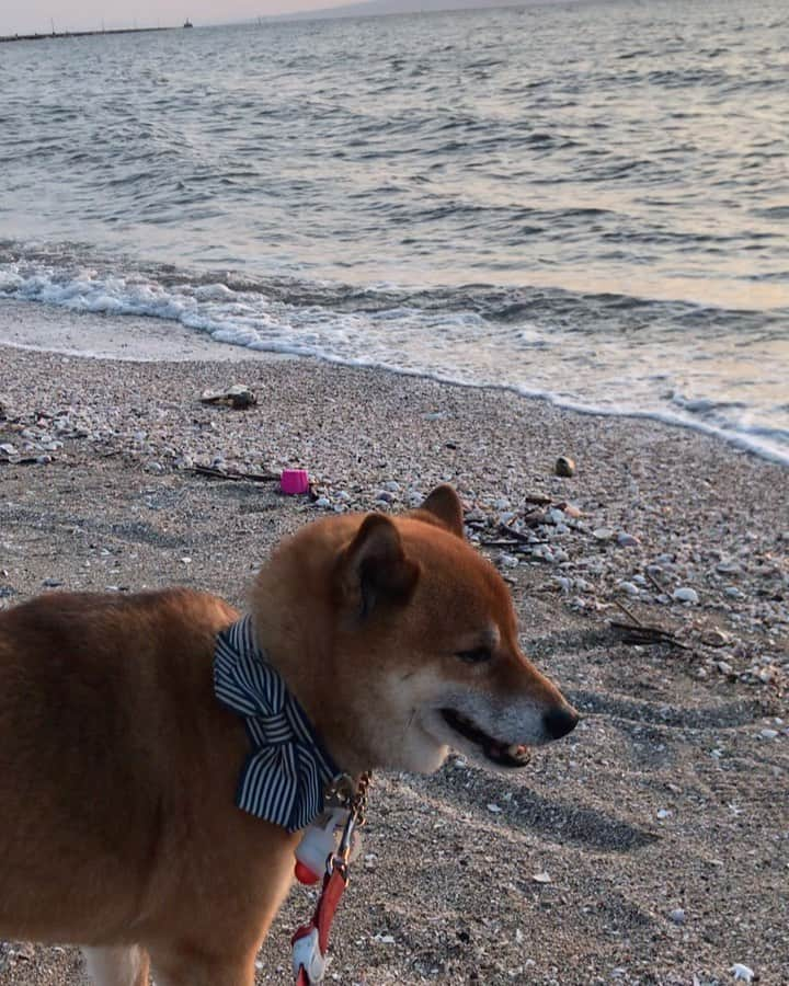 柴犬はなこ Shibainu Hanakoのインスタグラム