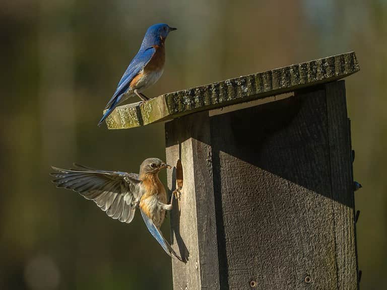 Tim Lamanさんのインスタグラム写真 - (Tim LamanInstagram)「Photos by @TimLaman.  Swipe to see what I shot yesterday from my Tragopan blind, where I’ve been doing my social isolation.  Eastern Bluebirds!  A blind is the best way to photograph birds from a safe distance without putting stress on them, especially in situations like nesting.  They work amazingly well whether in your backyard or a nearby nature reserve.  I’ve tried many types over the years, but none have all the features a photographer needs like the ones made by @TragopanBlinds.  Order yourself one, and enjoy your social isolation more! #bluebirds #fieldcraft #photographyblinds #birdphotographer #photoblind  #TL_WildlifePhotoTips @GitzoInspires #FramedonGitzo」5月6日 21時21分 - timlaman