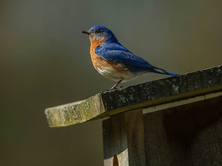 Tim Lamanさんのインスタグラム写真 - (Tim LamanInstagram)「Photos by @TimLaman.  Swipe to see what I shot yesterday from my Tragopan blind, where I’ve been doing my social isolation.  Eastern Bluebirds!  A blind is the best way to photograph birds from a safe distance without putting stress on them, especially in situations like nesting.  They work amazingly well whether in your backyard or a nearby nature reserve.  I’ve tried many types over the years, but none have all the features a photographer needs like the ones made by @TragopanBlinds.  Order yourself one, and enjoy your social isolation more! #bluebirds #fieldcraft #photographyblinds #birdphotographer #photoblind  #TL_WildlifePhotoTips @GitzoInspires #FramedonGitzo」5月6日 21時21分 - timlaman