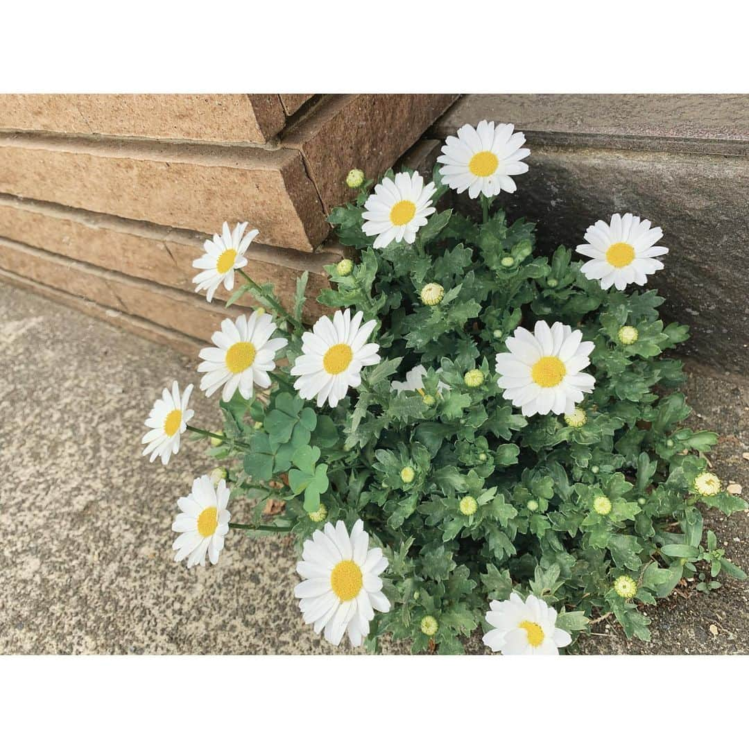 望月リカさんのインスタグラム写真 - (望月リカInstagram)「. 道端のお花❁ . .」5月6日 21時24分 - rikachun_08