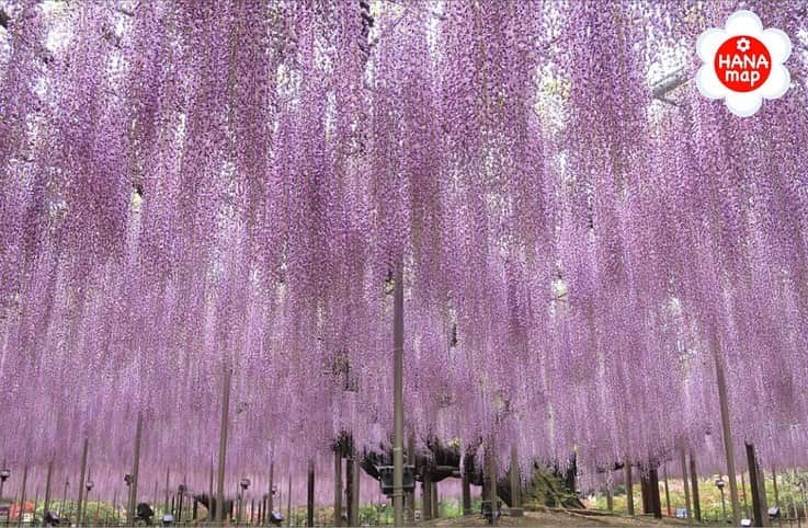 はなまっぷ❁日本の花風景さんのインスタグラム写真 - (はなまっぷ❁日本の花風景Instagram)「🌷🌸はなまっぷの花まつり🌸🌷 * @ashikaga_flower_park さんの  花のある風景に花まるを💮 * 人々の心にも花が咲く日本の美しい花風景をありがとうございます😊🌸 * 栃木　#あしかがフラワーパーク（休園中） * 🌼フジの花言葉📝🌼 歓迎、陶酔 * みなさんの素敵なお写真で、日本の美しい花風景を楽しみましょう😊 * 🌸•••🌸•••🌸•••🌸•••🌸•••🌸 * いつも素敵なお花をありがとうございます😊 日本の花のある風景にタグ付けしてください🌸 お花があれば何でもOKです💓 * #はなまっぷ * #日本の美しい花風景#花のある風景#花#花言葉#風景#花畑#フジ#藤#藤棚」5月6日 21時25分 - hanamap