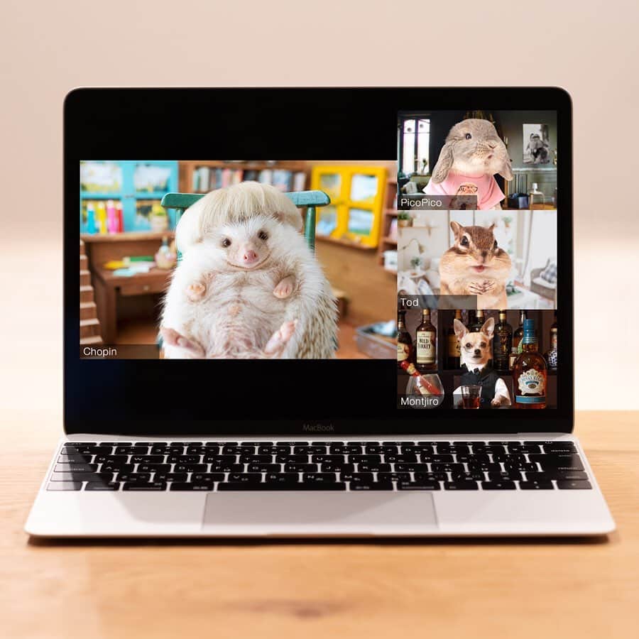 ダーシーのインスタグラム：「Hi fluffy friends! Animals are enjoying Online Hangout🥳 We are always connected, whether at home, across the sea or over the rainbow💖 🐇 @mumitan 🐿 @bikke_the_chip 🐕 @montjiro  #stayhome#おうち時間」