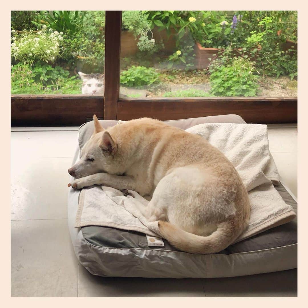 パンといっぴきのインスタグラム：「#雑種犬 #元保護犬 #眠る犬 #crossbreed #mixdog #sleepingdog #地域猫　#キジ白」