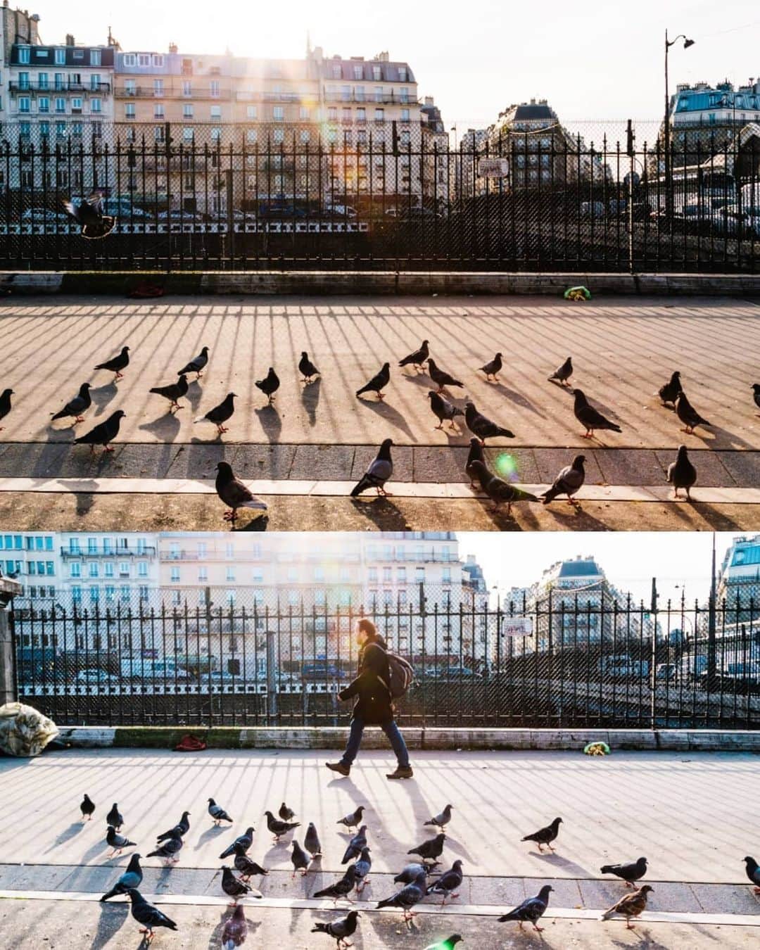 VuTheara Khamさんのインスタグラム写真 - (VuTheara KhamInstagram)「Paris and Birds 🕊️ It's a series of pictures about birds taken in Paris these last years. Which one do you prefer? 1,2,3... 10」5月6日 23時28分 - vutheara