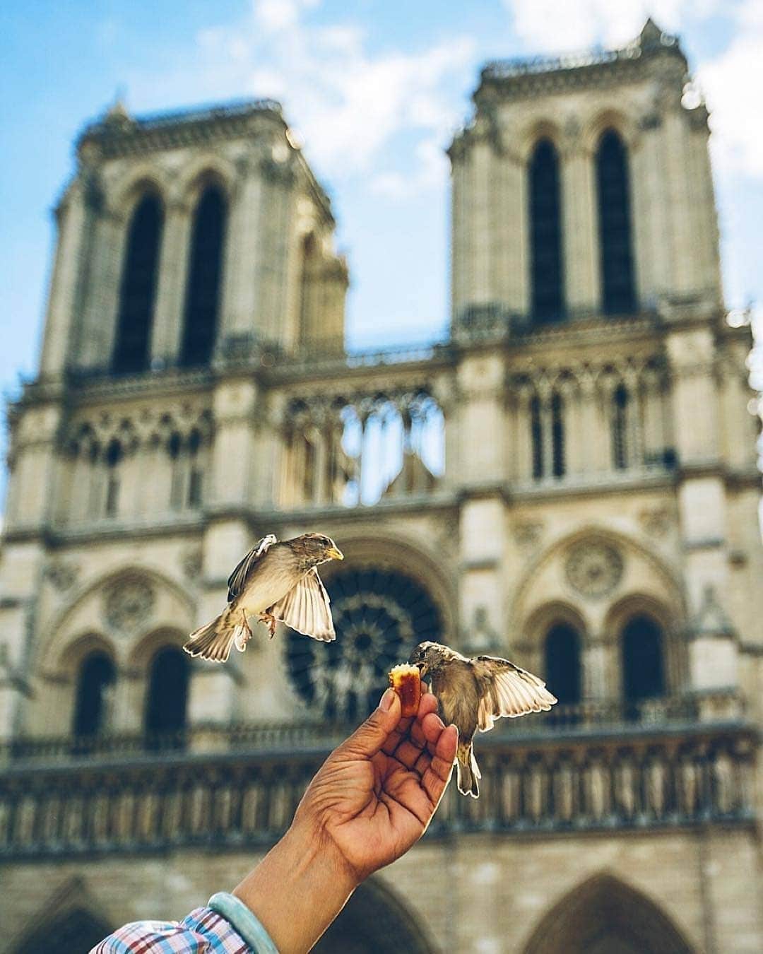 VuTheara Khamのインスタグラム：「Paris and Birds 🕊️ It's a series of pictures about birds taken in Paris these last years. Which one do you prefer? 1,2,3... 10」