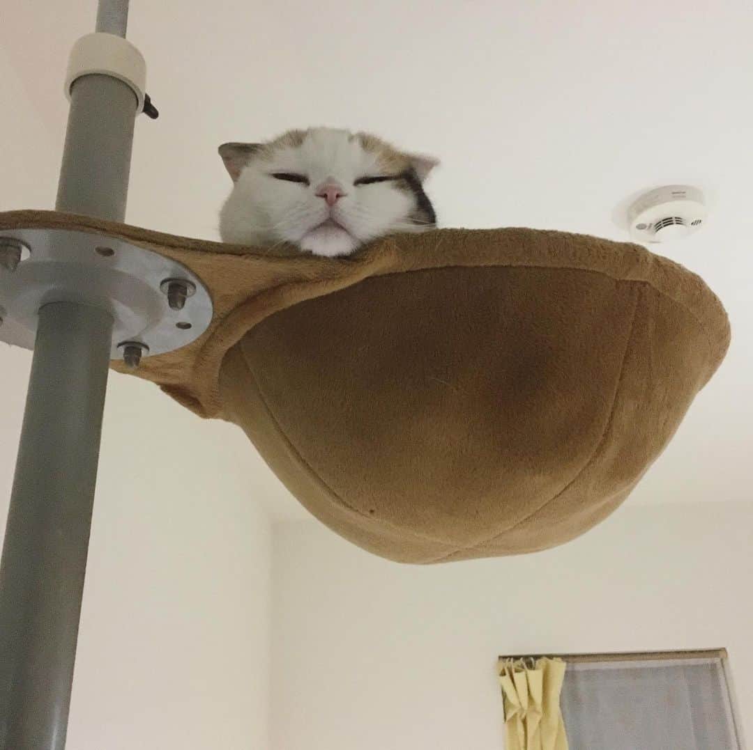 のインスタグラム：「Good night 🌙 おやすみにゃさい…」