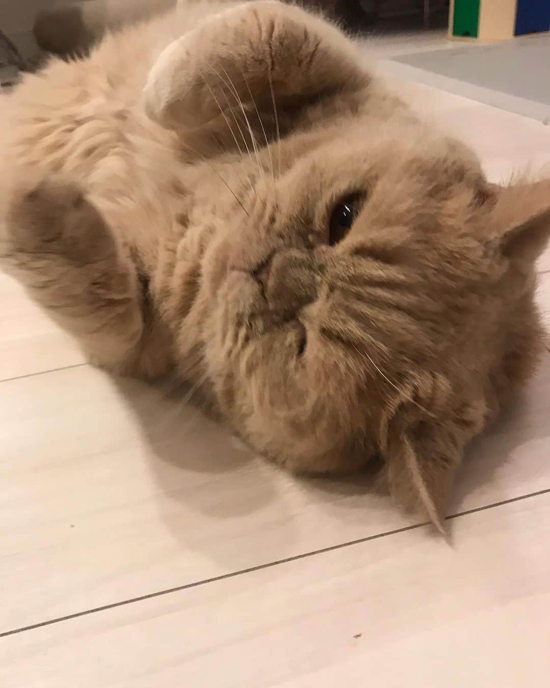 濱中鮎子のインスタグラム：「あ、ま、え、ん、ぼ  #cat #ネコ #小心者の親分 #チャイ坊 #チャイ #chai #britishshorthair #ブリティッシュショートヘア #クラッシュフェイス #ぶチャイく #愛の交歓」
