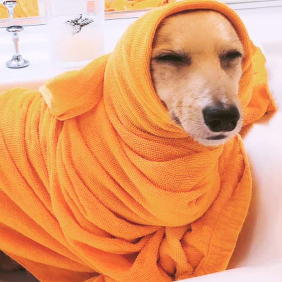 鈴木絢子さんのインスタグラム写真 - (鈴木絢子Instagram)「・ ・ 【セルフトリミング✂️】 アラブ的な佇まいでポージングするトリュフ。。🐕‍🦺 ・ 自粛中、トリミングとシャンプーも自宅で実施。 仕上げは日向ぼっこ自然乾燥☀️ ・ 素人でも綺麗に毛が刈れる、 プロ仕様電動バリカンが優秀で🤗✨ 丸刈りも#ライオンしっぽ も簡単！ ・ オススメすぎて兄弟ワンコにもプレゼントしました😊✨ ・ ・ ・ #神々しい #鶴のよう #犬 #ペット用バリカン #犬との生活 #アラブ #ミニチュアダックス #親子犬 #ダックス多頭飼い #犬バカ部 #変顔犬 #犬との時間 #セルフトリミング #犬部屋 #dogstagram #stayhome #eveltek #🐶🐶」5月7日 0時45分 - ayako_suzuki810