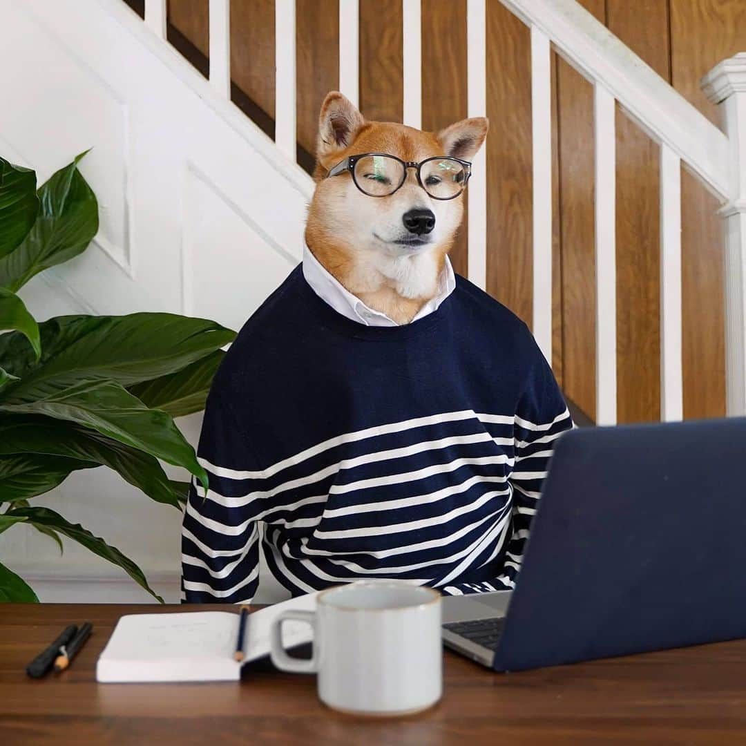 Menswear Dogのインスタグラム：「Business Casual, As Usual 👓☕ Wednesday #WFH style with @brooksbrothers」