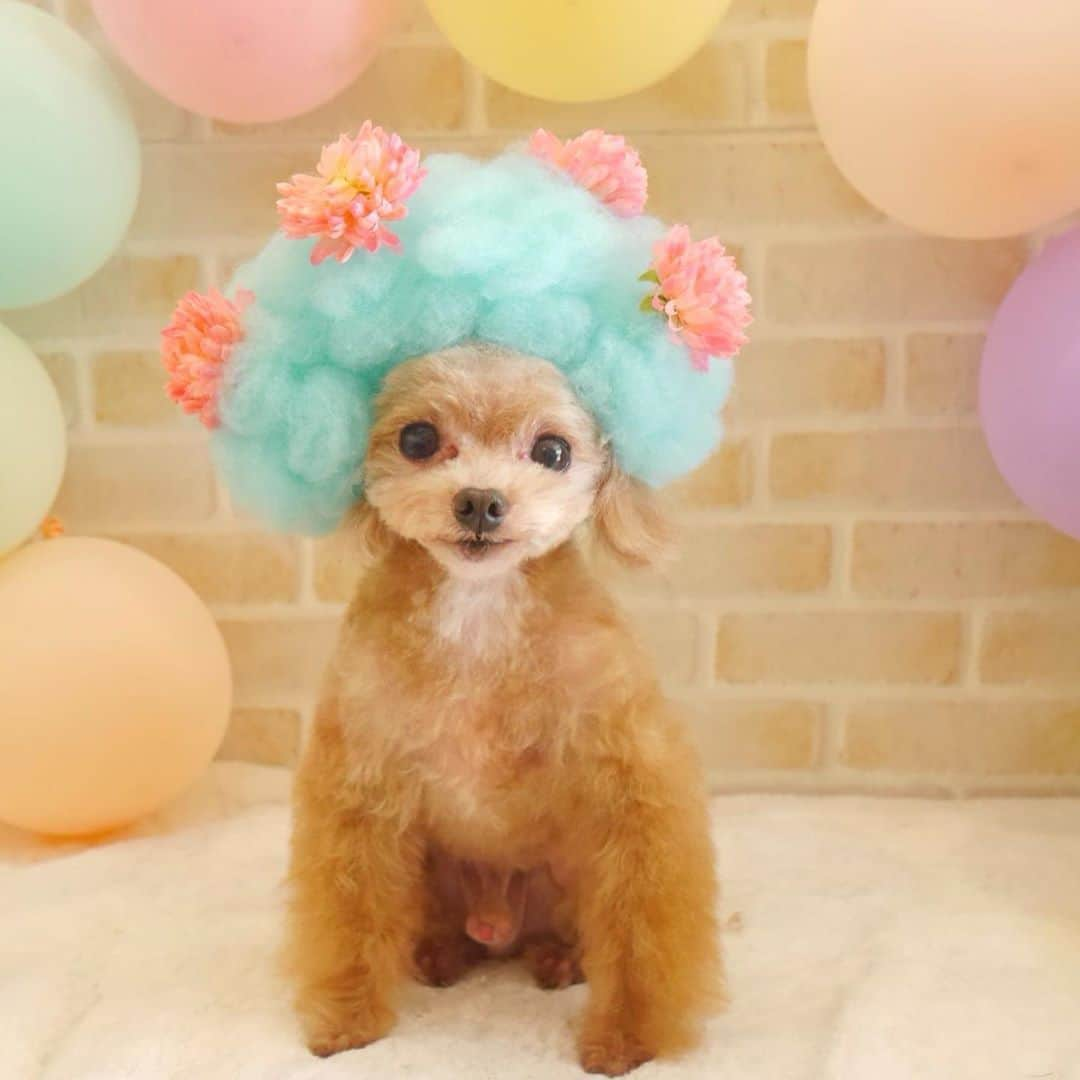 明日花キララさんのインスタグラム写真 - (明日花キララInstagram)「顔面偏差値高すぎ犬🐩🐩 #10歳には見えないイケメンおじさん」5月7日 1時56分 - asukakiraran