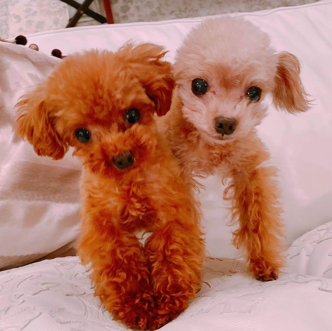 明日花キララのインスタグラム：「顔面偏差値高すぎ犬🐩🐩 #10歳には見えないイケメンおじさん」
