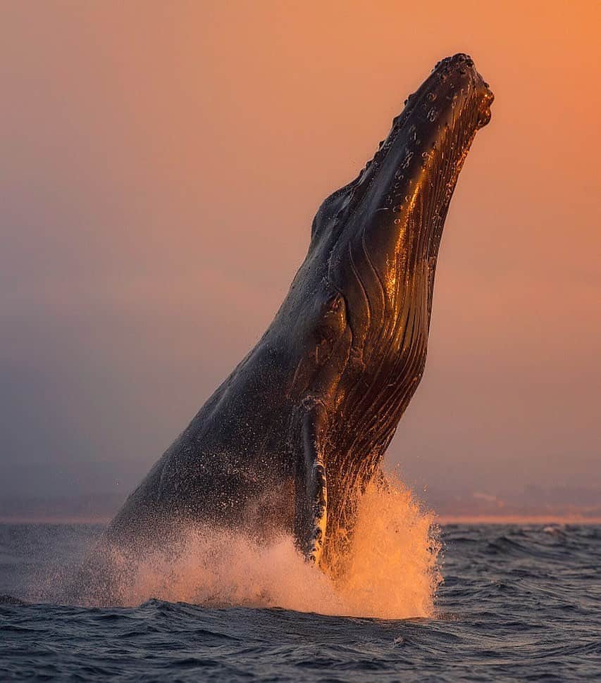 Chase Dekker Wild-Life Imagesのインスタグラム：「It’s GIVEAWAY time again! This time I have something a little different that I’m excited to offer to everyone. One winner and up to three of their friends or family members will join me on a private all day wildlife safari in Monterey Bay! On our very own boat, we will explore the bay to find humpbacks, blue whales, orcas, dolphins, great white sharks, and much more! With the current state of world, we will pick a day either later this season or next year to go out to photograph and watch the incredible marine life that resides in the bay. To enter, tag at least three friends in a comment below that you would want to join on this all day adventure! I will message the winner within a few days, so make sure to check your inbox. I look forward to exploring the Monterey Bay with whoever wins! Good luck!」
