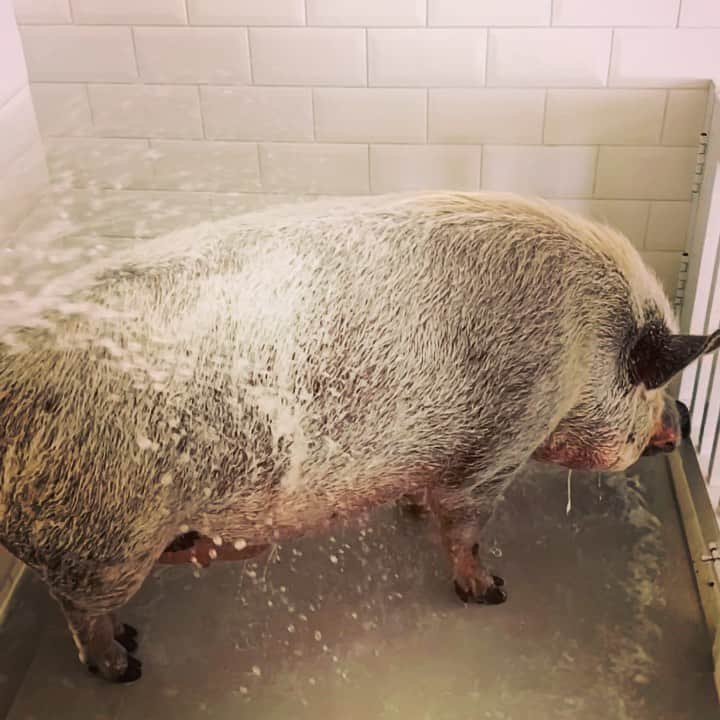 Jamonのインスタグラム：「I love it when my mom bathes me .... I’m so happy, but not really 🙄  #bathtime #grumpypig #staycleanstayhome #jamonthepig」