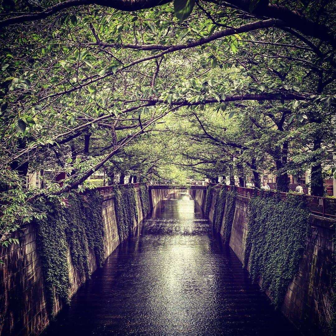 KOKIAのインスタグラム：「Fresh green for you to refresh!! #tokyo #japan #japon #kokia #photography #歌手 #コキア #insta #art #beautiful #picoftheday #follow #女性 #ソングライター #photooftheday #woman #jmusic #ボーカリスト #singer #songwriter #jpop #vocalist #voice #声 #ライブ #live #綺麗 #日本 #livestream」