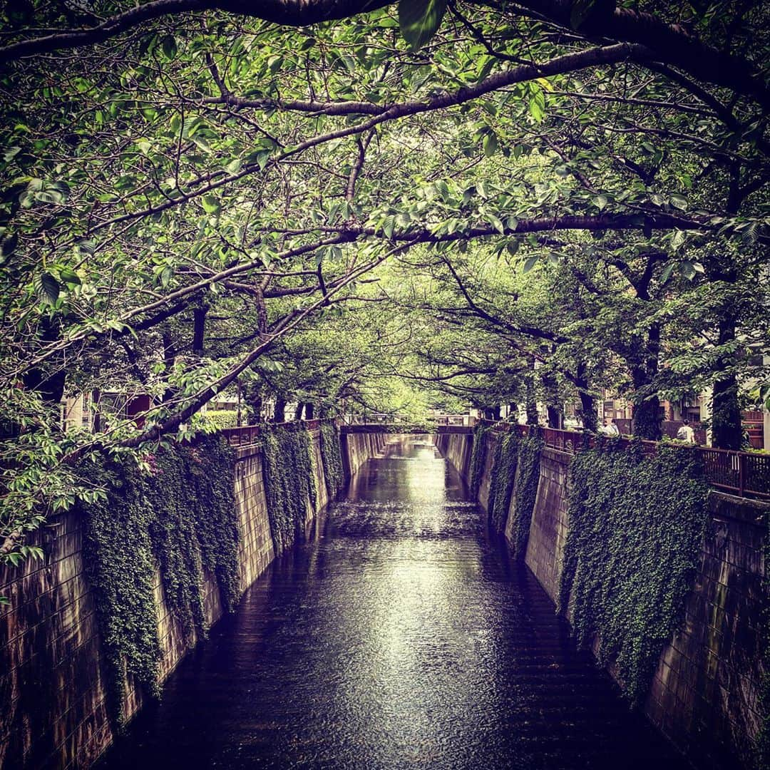 KOKIAさんのインスタグラム写真 - (KOKIAInstagram)「Fresh green for you to refresh!! #tokyo #japan #japon #kokia #photography #歌手 #コキア #insta #art #beautiful #picoftheday #follow #女性 #ソングライター #photooftheday #woman #jmusic #ボーカリスト #singer #songwriter #jpop #vocalist #voice #声 #ライブ #live #綺麗 #日本 #livestream」5月7日 3時22分 - kokia_musician