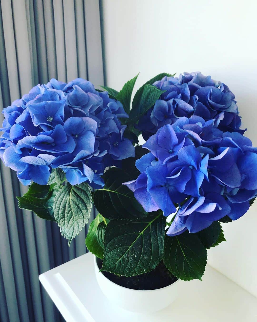 平子理沙さんのインスタグラム写真 - (平子理沙Instagram)「今日は、ネットでオーダーしたあじさいの苔玉が届きました💙💜 今日はお天気なので、鮮やかに咲き誇っているお花がさらに美しくて、本当に綺麗で癒されます🥰 自然のパワー、バンザイ🙌 #あじさい#hydrangea #flowers #lifestyle #beauty #fashion #risahirako#平子理沙」5月7日 13時21分 - risa_hirako