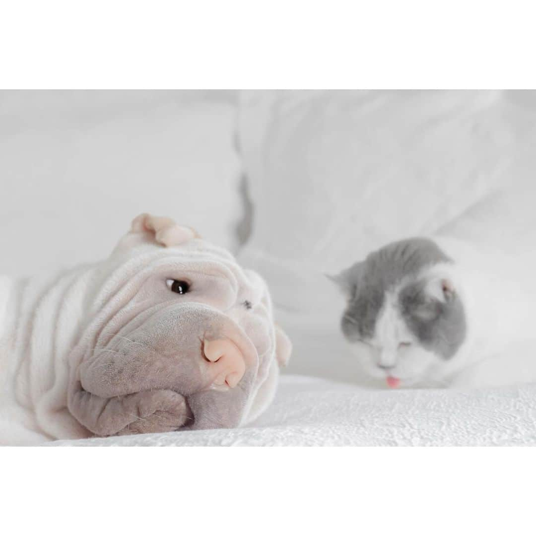 annie&pADdinGtoNさんのインスタグラム写真 - (annie&pADdinGtoNInstagram)「The thing about hair balls is that they do come on very unexpectedly 🤦🏼‍♀️ #poorbutler #washdaywasmeabttobetomorrow #ohwell #britishshorthair #cat #cats #hairballs #lambington #sharpei #sharpeisofinstagram #wrinkles #instagood #weeklyfluff #badtiming #dog #dogs #dogsofinstagram #iloveyoutothemoonandback」5月7日 13時21分 - anniepaddington