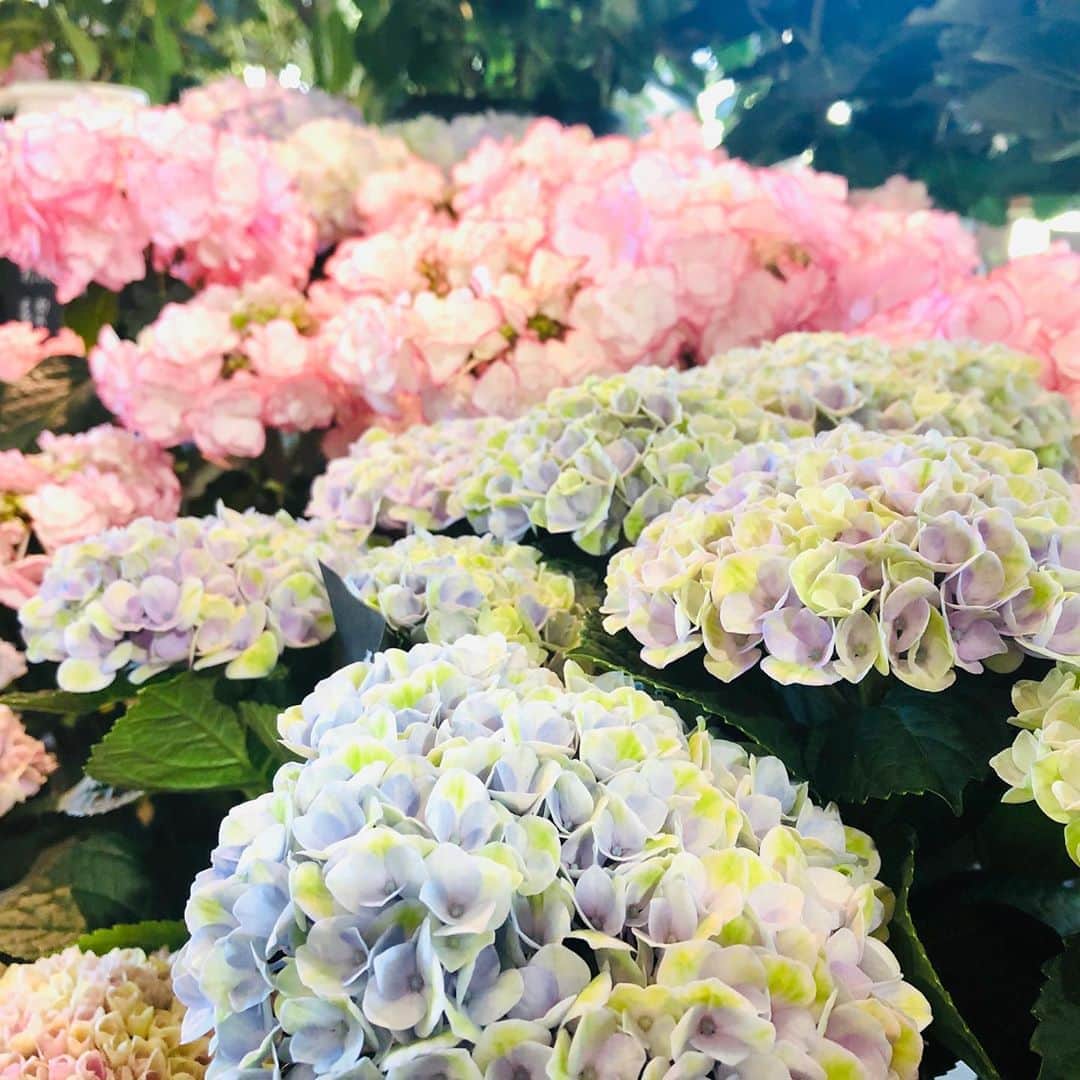 安村幸子さんのインスタグラム写真 - (安村幸子Instagram)「散歩がてら  @prana_flower_jp へ。。。 母の日のお花予約完了❤️ 可愛いお花が沢山◡̈⃝♫」5月7日 13時41分 - sachiko.y.523