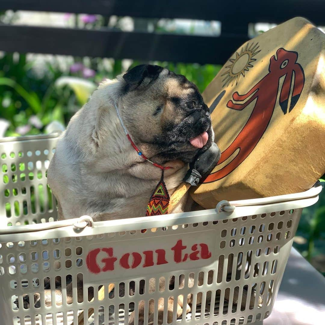 gontaさんのインスタグラム写真 - (gontaInstagram)「Nap time🥁#keelyafternoontea #Gonta2#speakpug #smilingpugs #pugjapan #pug #love #pugsofinstagram #zerozeropug #pugshit #worldofpug」5月7日 13時59分 - gehhah