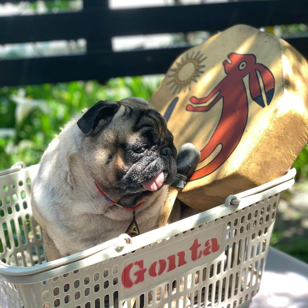 gontaさんのインスタグラム写真 - (gontaInstagram)「Nap time🥁#keelyafternoontea #Gonta2#speakpug #smilingpugs #pugjapan #pug #love #pugsofinstagram #zerozeropug #pugshit #worldofpug」5月7日 13時59分 - gehhah