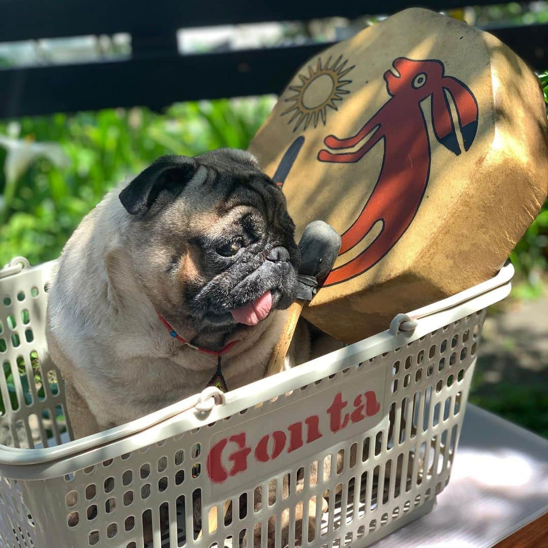 gontaさんのインスタグラム写真 - (gontaInstagram)「Nap time🥁#keelyafternoontea #Gonta2#speakpug #smilingpugs #pugjapan #pug #love #pugsofinstagram #zerozeropug #pugshit #worldofpug」5月7日 13時59分 - gehhah