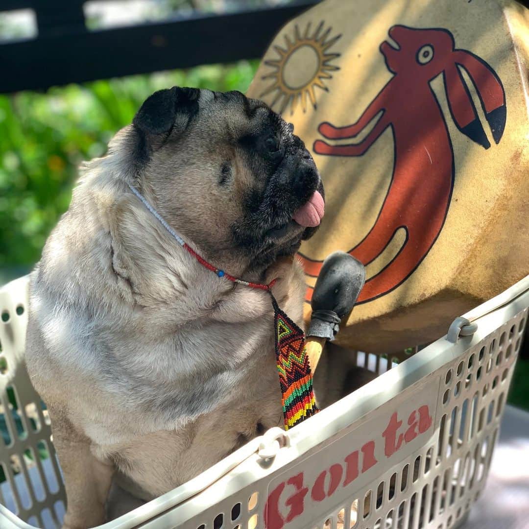gontaのインスタグラム：「Nap time🥁#keelyafternoontea #Gonta2#speakpug #smilingpugs #pugjapan #pug #love #pugsofinstagram #zerozeropug #pugshit #worldofpug」