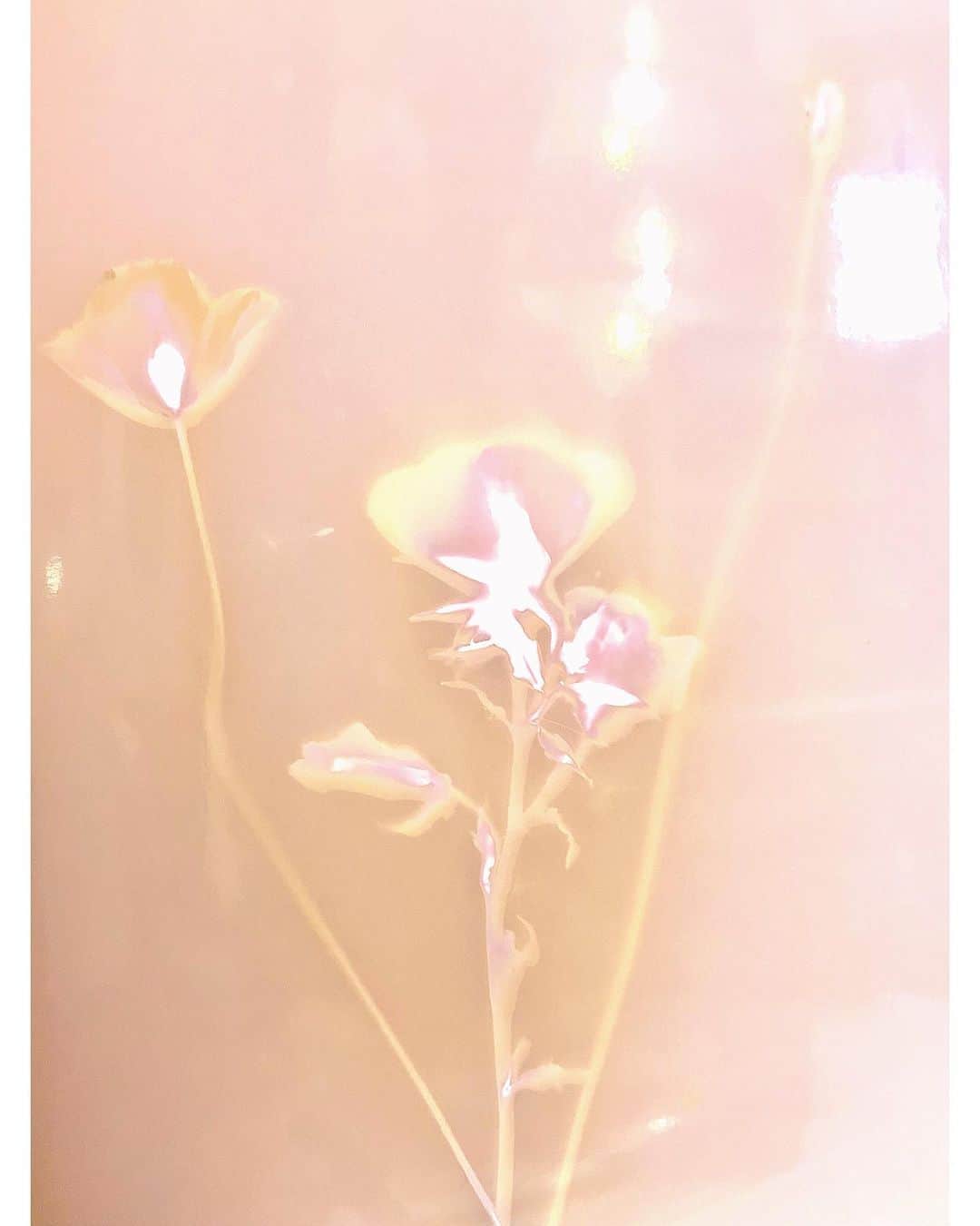 Baekのインスタグラム：「Lumen print✨ #最近の制作シリーズ」