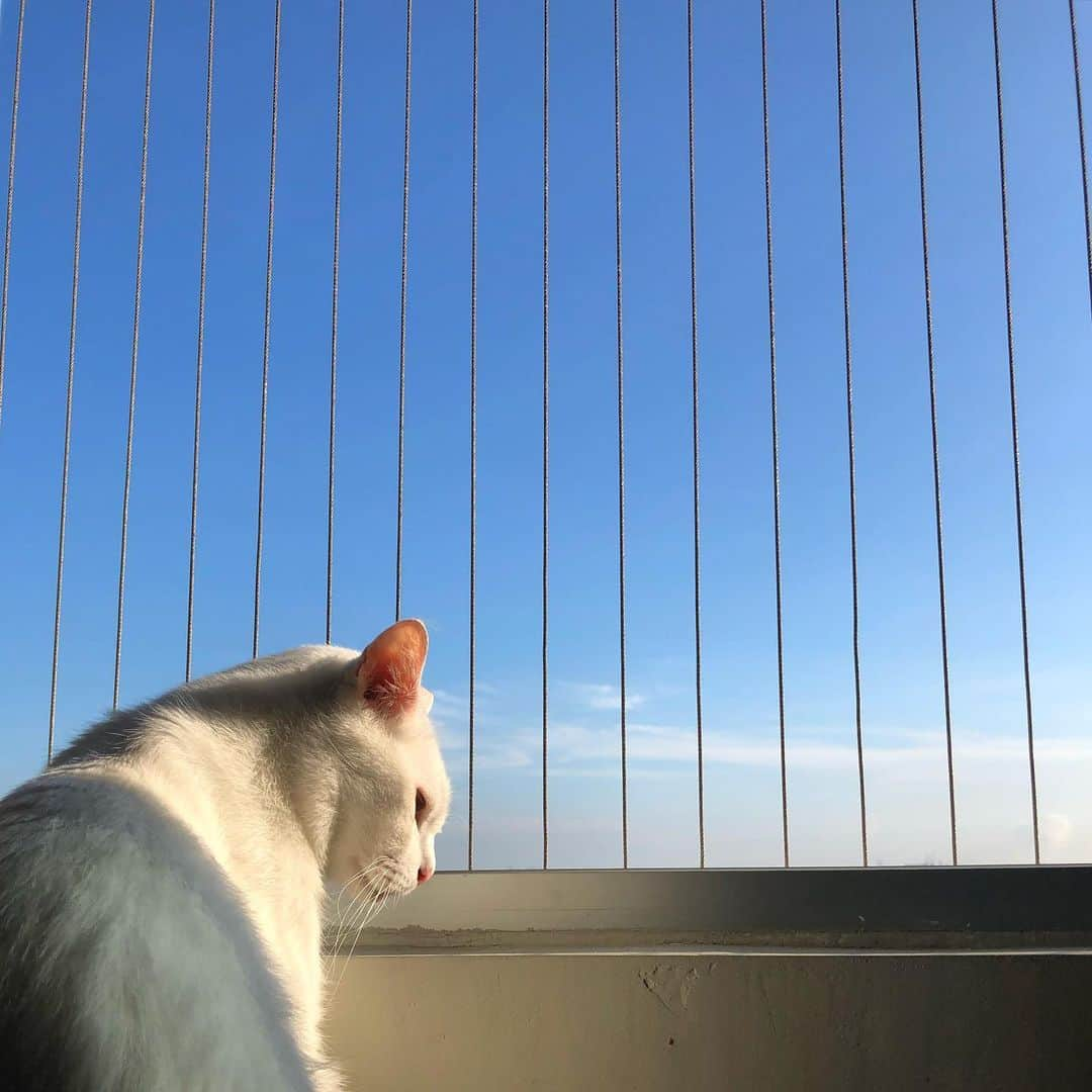 Ray Rayさんのインスタグラム写真 - (Ray RayInstagram)「Thankful for sunshine & blue skies! 🙌🏼」5月7日 14時02分 - rayraythecat