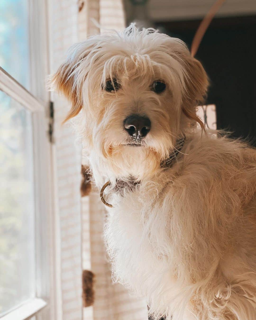 ケイト・ボイージェルのインスタグラム：「little miss Nola the Wheaten officially has her own account! 🐾 if, like me, you can’t get enough of endless puppy content during quarantine hop over to @nolawestcoast and follow her adventures out here in LA! 🐶 it’s only been a couple days and my camera roll is already absolutely dominated by this doggo 😍 .  #wheatensofinstagram #wheatenterrier #wheaten #wheatensofig」