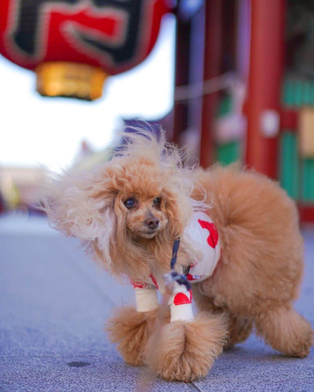 Toypoodle Mikuru?Asakusa Tokyoのインスタグラム