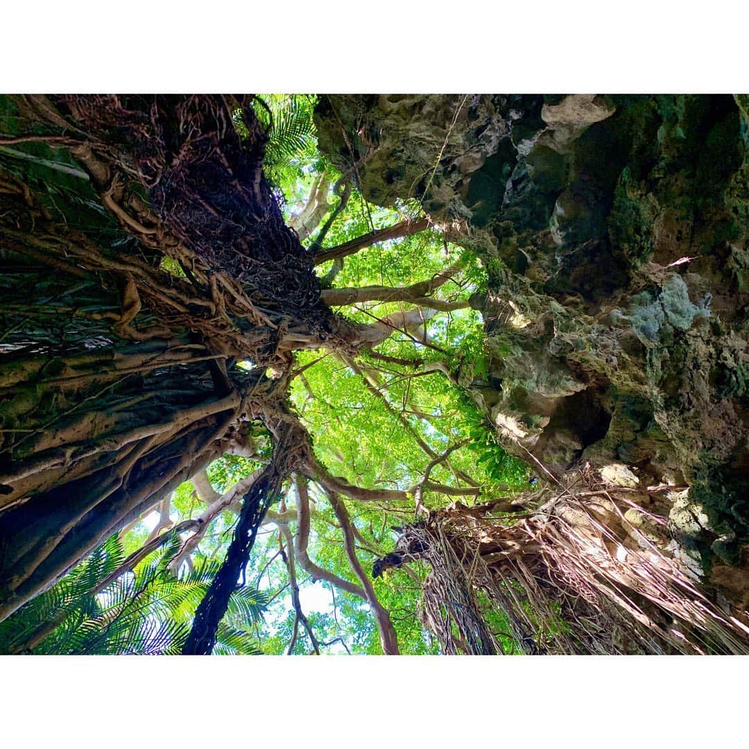 吉村遙さんのインスタグラム写真 - (吉村遙Instagram)「歩く木🌳✨ 「ガジュマルは、今より陽が当たる場所や水分がある場所があれば、枝から細い気根を伸ばしそれを新の幹とし、一歩に数十年数百年をかけ、より良い環境へと歩く木なのです。」 - 最近よく思い出すガンガラーの谷のガイドさんの言葉👀💭 私達人間も今ある環境に合わせて歩き出さなければ🏃‍♂️❣️ - #201911#valleyofgangala#okinawatrip#girlstrip#沖縄旅行#ガンガラーの谷#女子旅#亜熱帯#ガジュマル#多幸の樹」5月7日 8時15分 - harupi1019