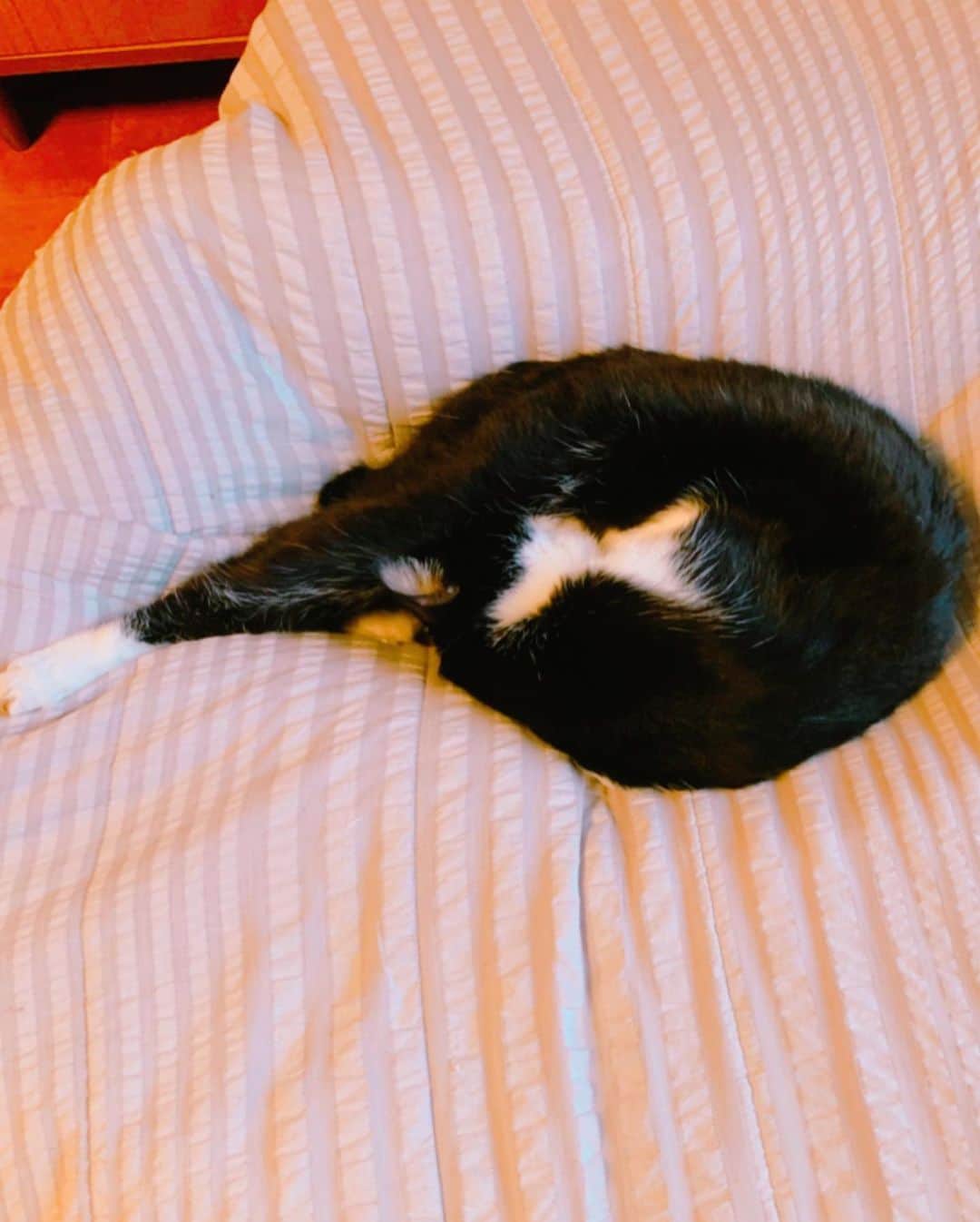 小桜エツ子さんのインスタグラム写真 - (小桜エツ子Instagram)「朝起きて、一番最初に見たもの。  何？コレ。 暗号？  #猫」5月7日 9時26分 - kozaetu