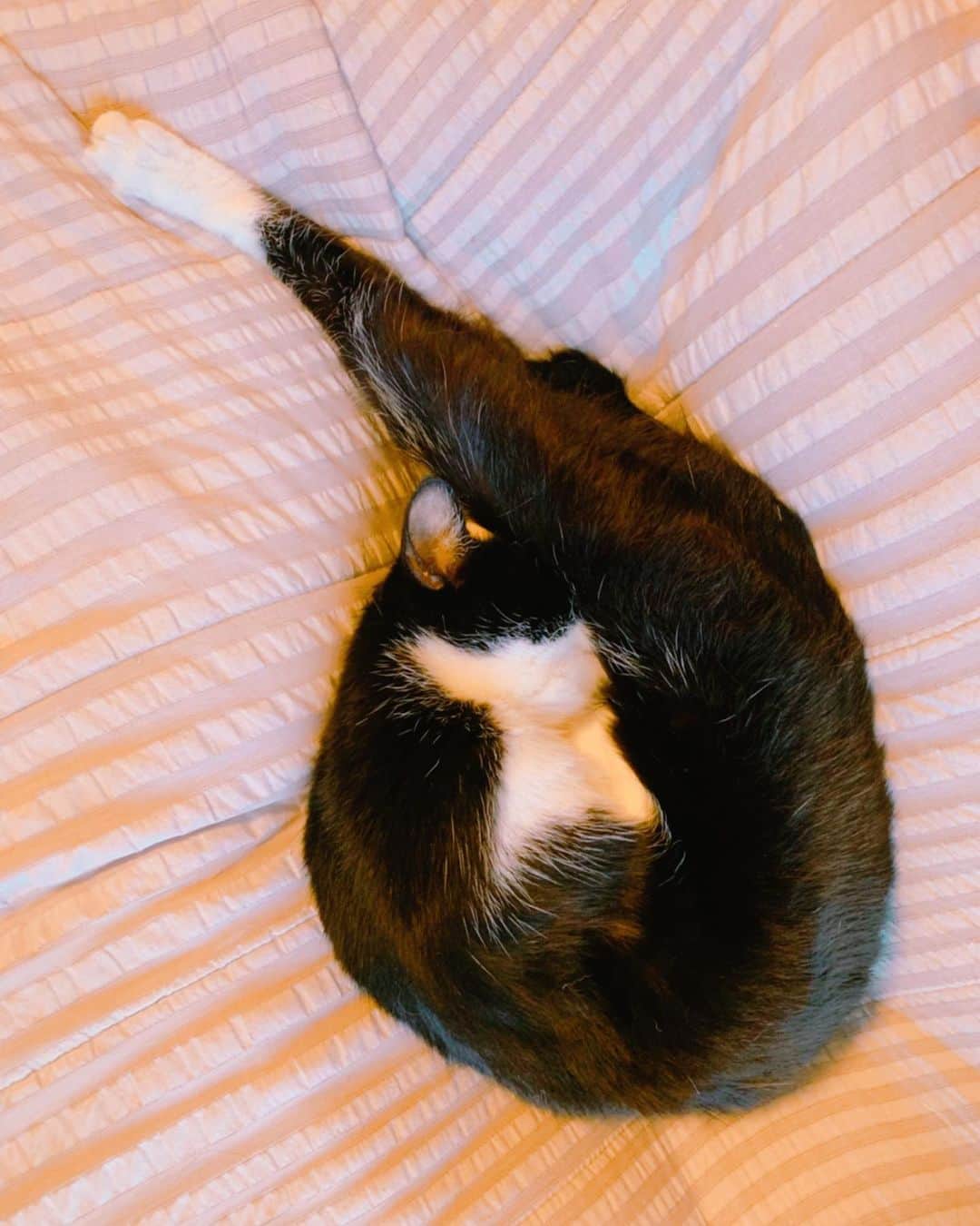 小桜エツ子さんのインスタグラム写真 - (小桜エツ子Instagram)「朝起きて、一番最初に見たもの。  何？コレ。 暗号？  #猫」5月7日 9時26分 - kozaetu