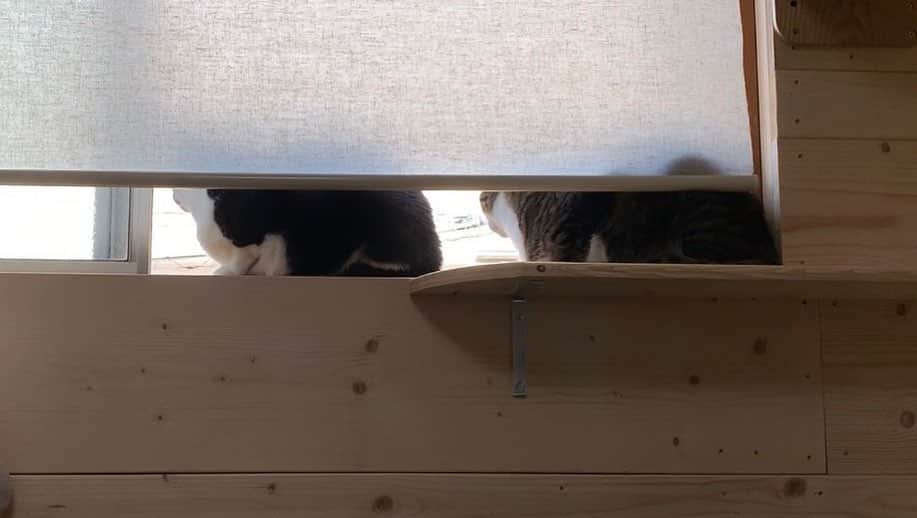 ひのき猫さんのインスタグラム写真 - (ひのき猫Instagram)「どこにいてもシンクロ。 #シンクロ #ひのき猫 #catstagram」5月7日 9時29分 - hinoki.cute.kitten