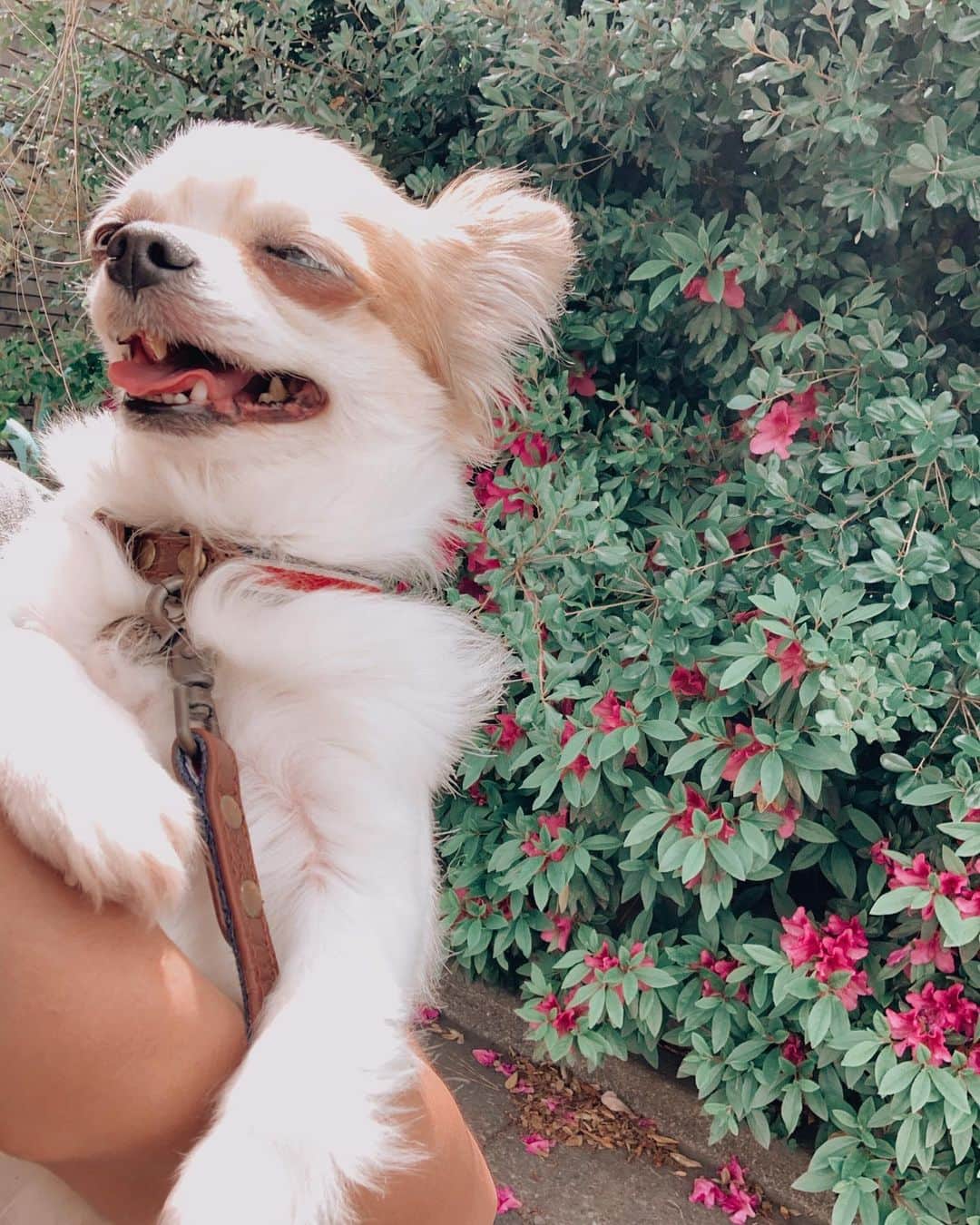 ユミ さんのインスタグラム写真 - (ユミ Instagram)「🌺 少し太陽を浴びながらウォーキングして 抱っこしてふと見たら ずっとこの顔してたイーくん😂☀🧡💫 気持ちいいよね〜😂🐶☀ いい笑顔〜〜🌻🌻 #baby#chihuahua#Ethan」5月7日 9時51分 - yuminchu1029