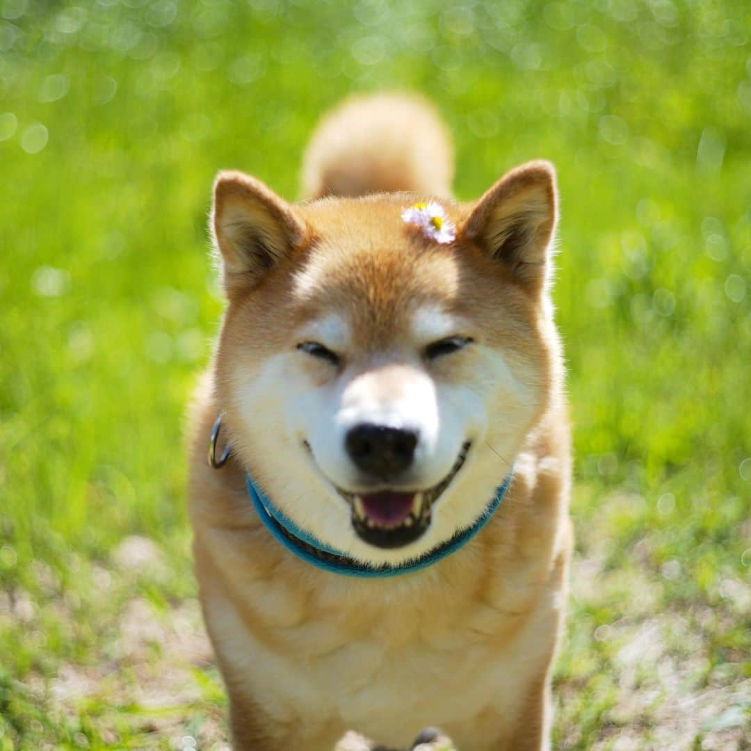 まる（まるたろう）さんのインスタグラム写真 - (まる（まるたろう）Instagram)「Good morning!!✨🐶✨おはまる子〜！最近出勤出来てないけどみんな元気なの？ #パパ子は元気よ #あの子自粛でウズウズしてるみたい #早く終わればいいわね #まる子です」5月7日 9時46分 - marutaro